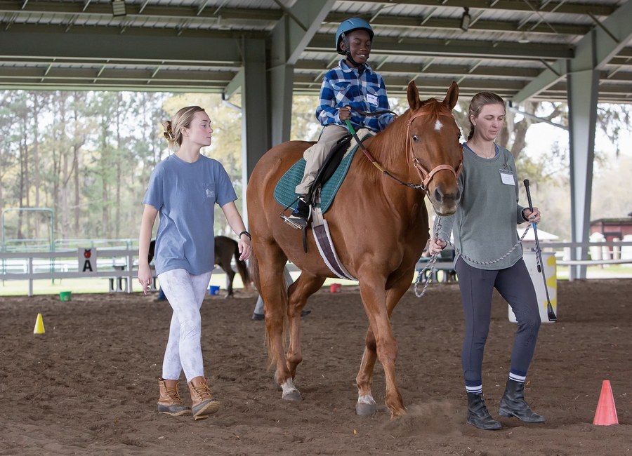 Cavalo recebendo cuidado