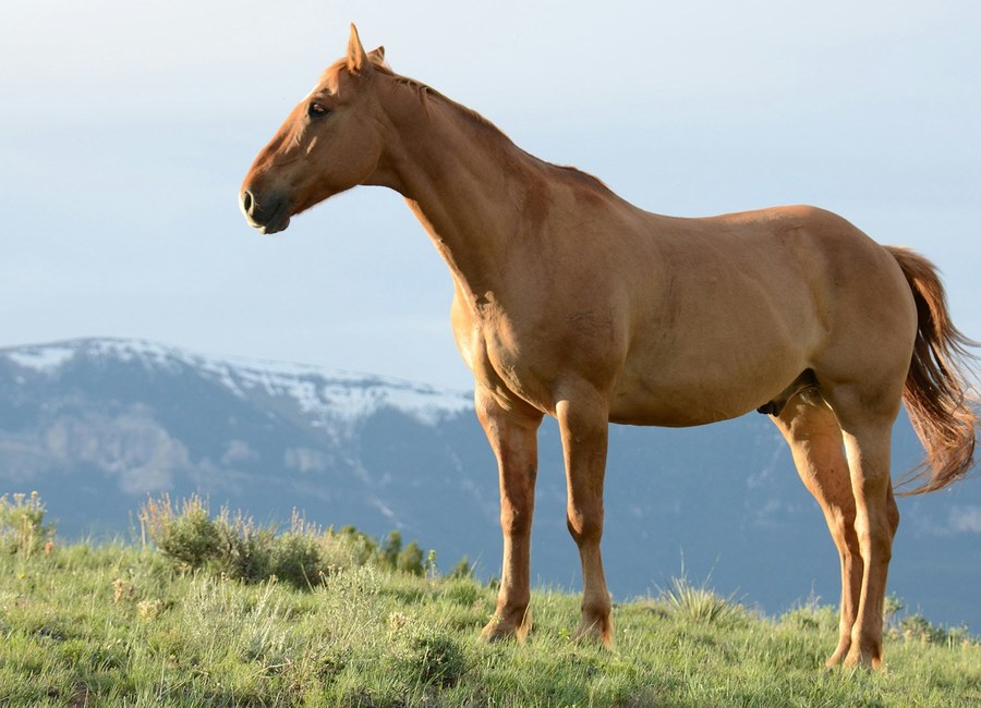Passeio a cavalo em área verde